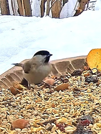 livebirdspoland_47e2ba5156ab4075ff639c4e9dc677cf.jpg