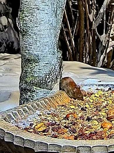 livebirdspoland_d0d5a1c4fd100fe98ff81054d7527159.jpg