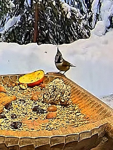 livebirdspoland_bb4553dc956a7986c0f9ea1fe2bb5fdd.jpg