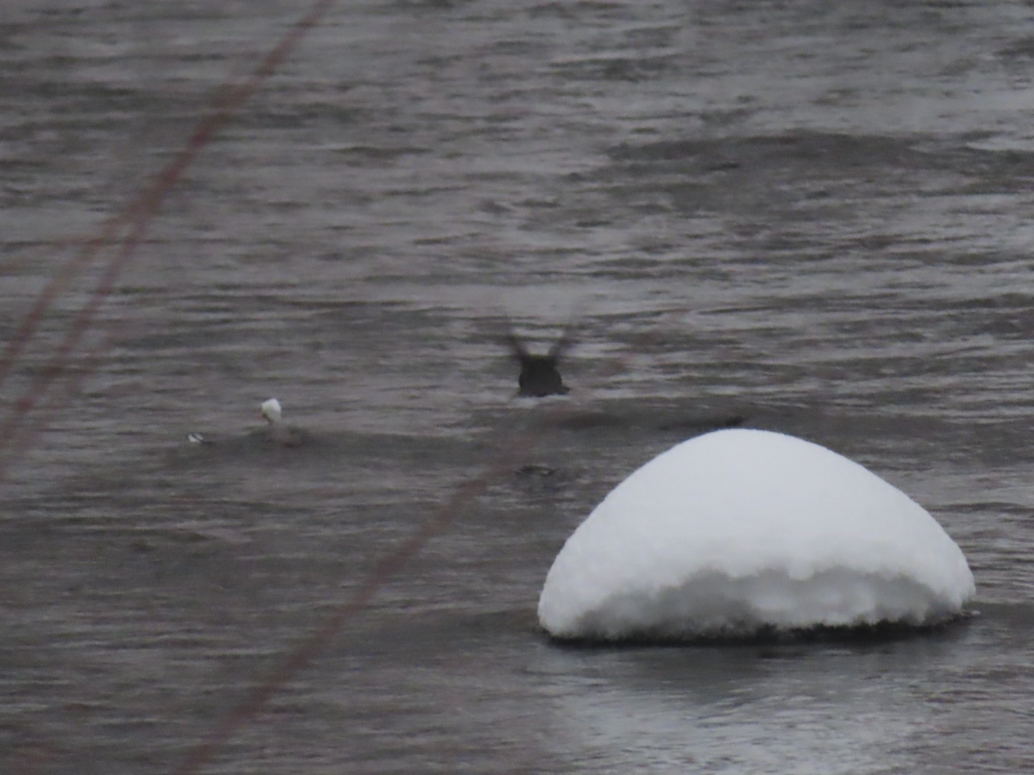 livebirdspoland_603fc41507bcf5cda82a7aa76da2805d.jpg