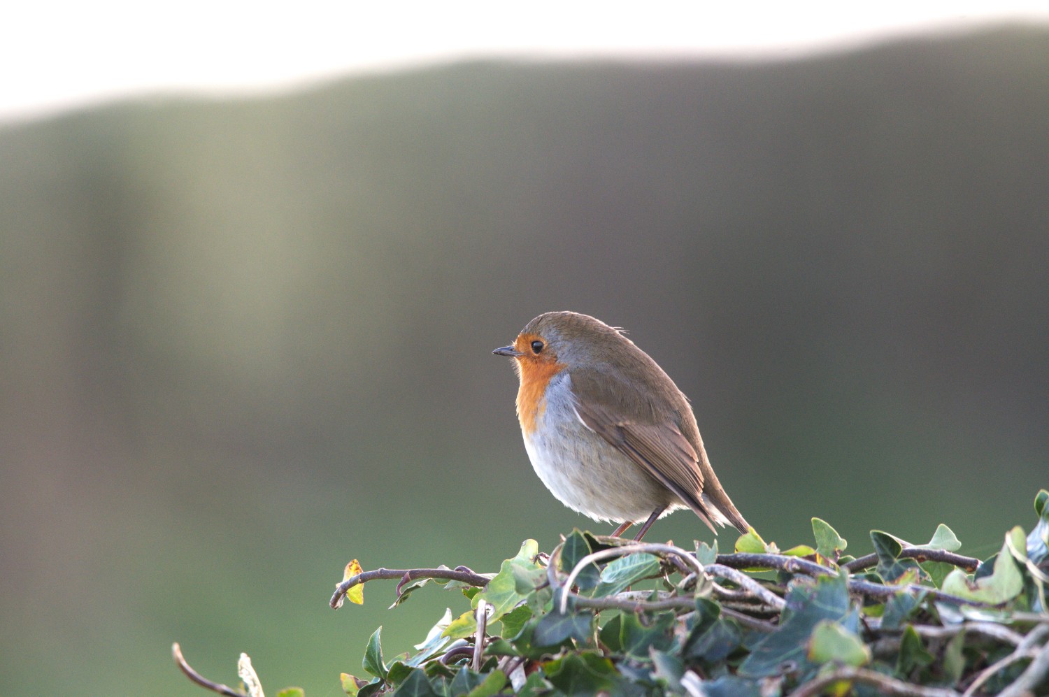 livebirdspoland_5d925d3efd7da34fe7204750478fd328.jpg