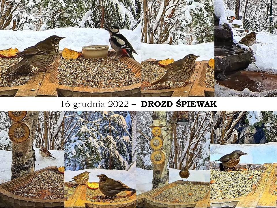 livebirdspoland_188f4bb9568ea33951ba54ab80b56926.jpg