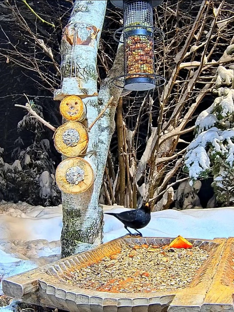 livebirdspoland_72e4911008f61a78b1ba6d4e78bc0c0b.jpg