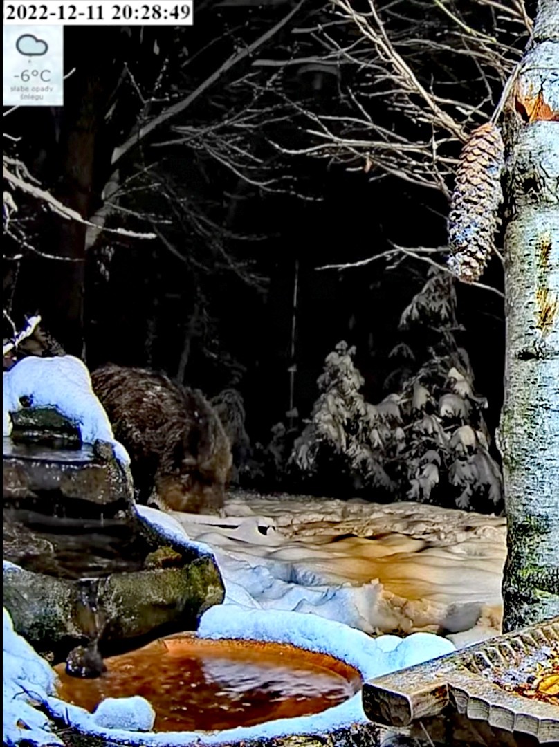 livebirdspoland_78bb057b5217c71016bdc7d083df7555.jpg