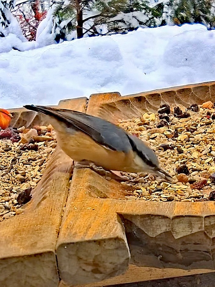 livebirdspoland_fdb25ca4da472eac9d059f42402eda69.jpg