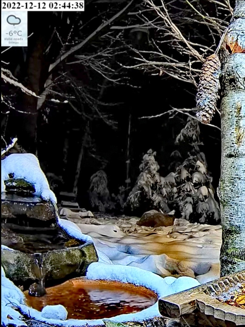 livebirdspoland_ce692b43b09cc66300d14e1dea8e6e19.jpg