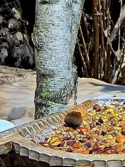 livebirdspoland_24c701a50db3f8e69b9262965b3886f0.jpg
