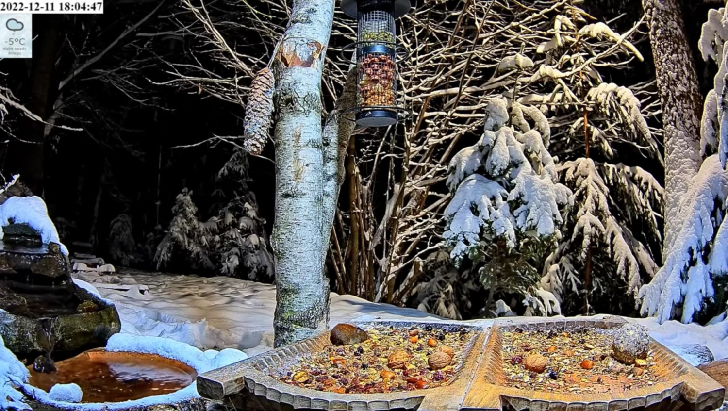 livebirdspoland_70413e25ea14d188d52201b29bc02da1.jpg