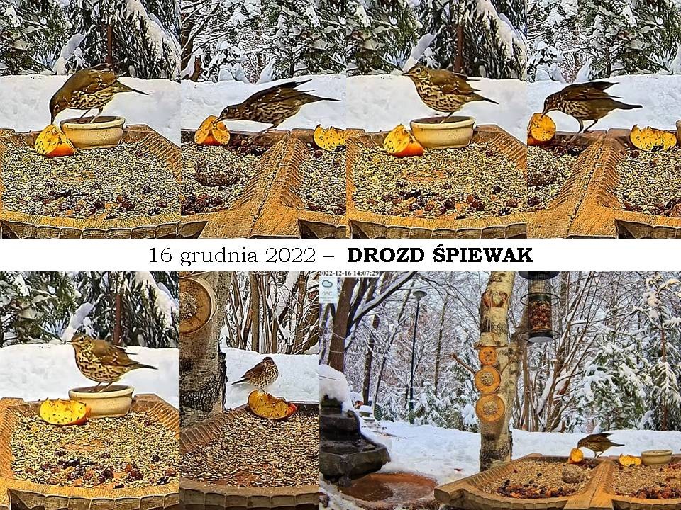 livebirdspoland_db358ceb5ad468c75155f847a05009fb.jpg
