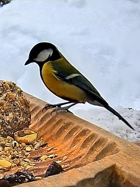 livebirdspoland_bdb73a647c2c495c8a08831bc422ebfa.jpg