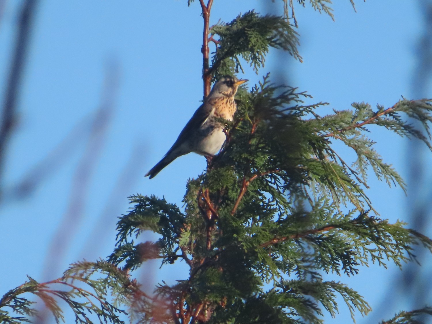 livebirdspoland_b83cf3b2737d0358527900563193a95f.jpg