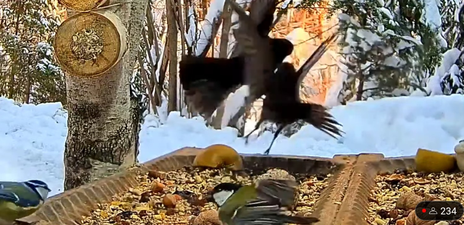 livebirdspoland_7949eb58292f5f71ee09e667feae542f.jpg