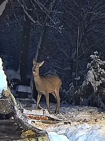 livebirdspoland_0b67734a803f9e23e28689e08cf0a60e.jpg