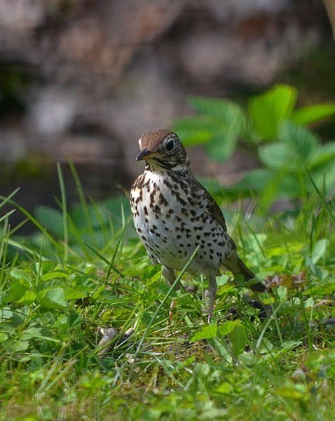 livebirdspoland_36239469cf6a4087238407a37bb2f72b.jpg