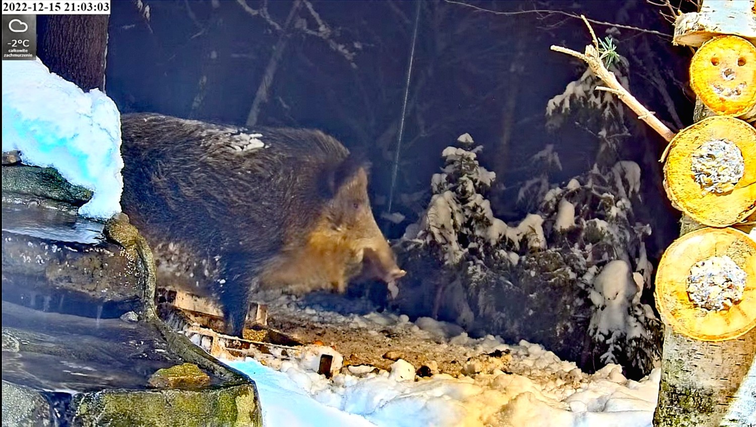 livebirdspoland_4f6a6a2b967c66fe7038912a31a5b008.jpg