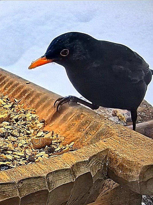 livebirdspoland_62fde858649f9831242237bc29953011.jpg