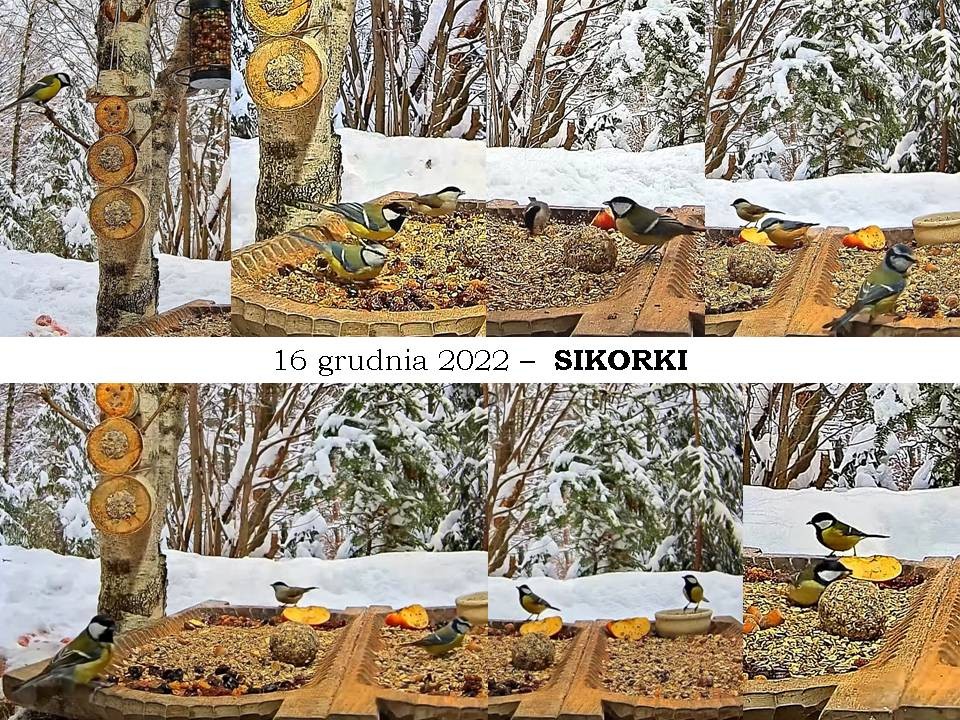 livebirdspoland_5c6fbd0ee0ff8ce10566b12e017a81eb.jpg