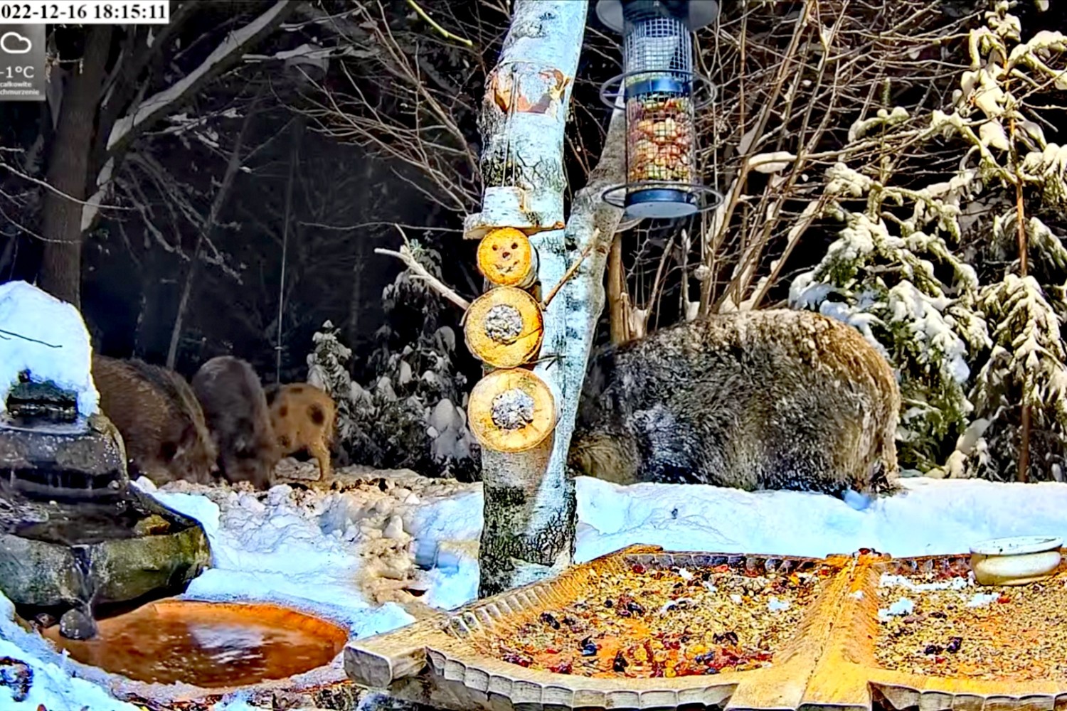 livebirdspoland_3d69b9166c2f5a64dac6dba4daa3585c.jpg