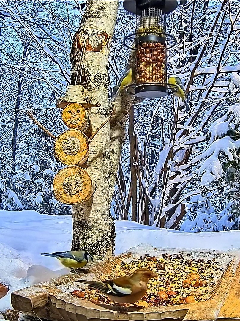 livebirdspoland_c6e1a6f0c9bf9f5877caa7a7780d16cc.jpg