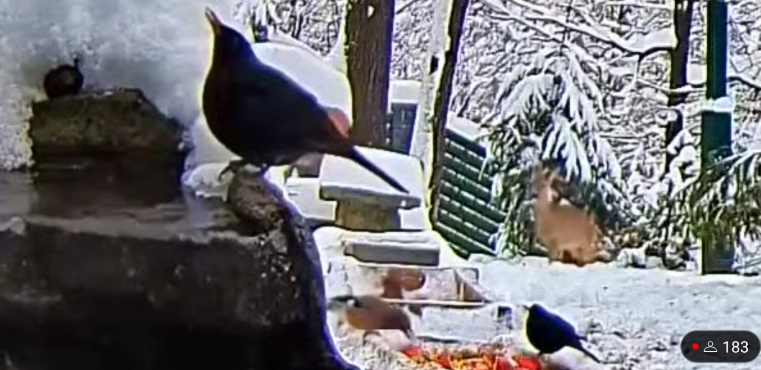 livebirdspoland_e782be0e4e8d3bf832eb93c9d13a6354.jpg