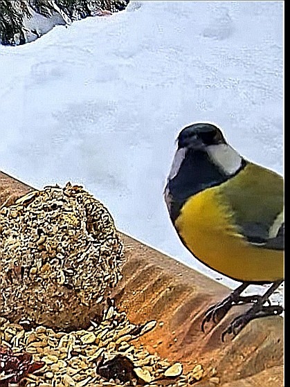 livebirdspoland_5f59b3b16c90cf2efd3950362091b2dc.jpg