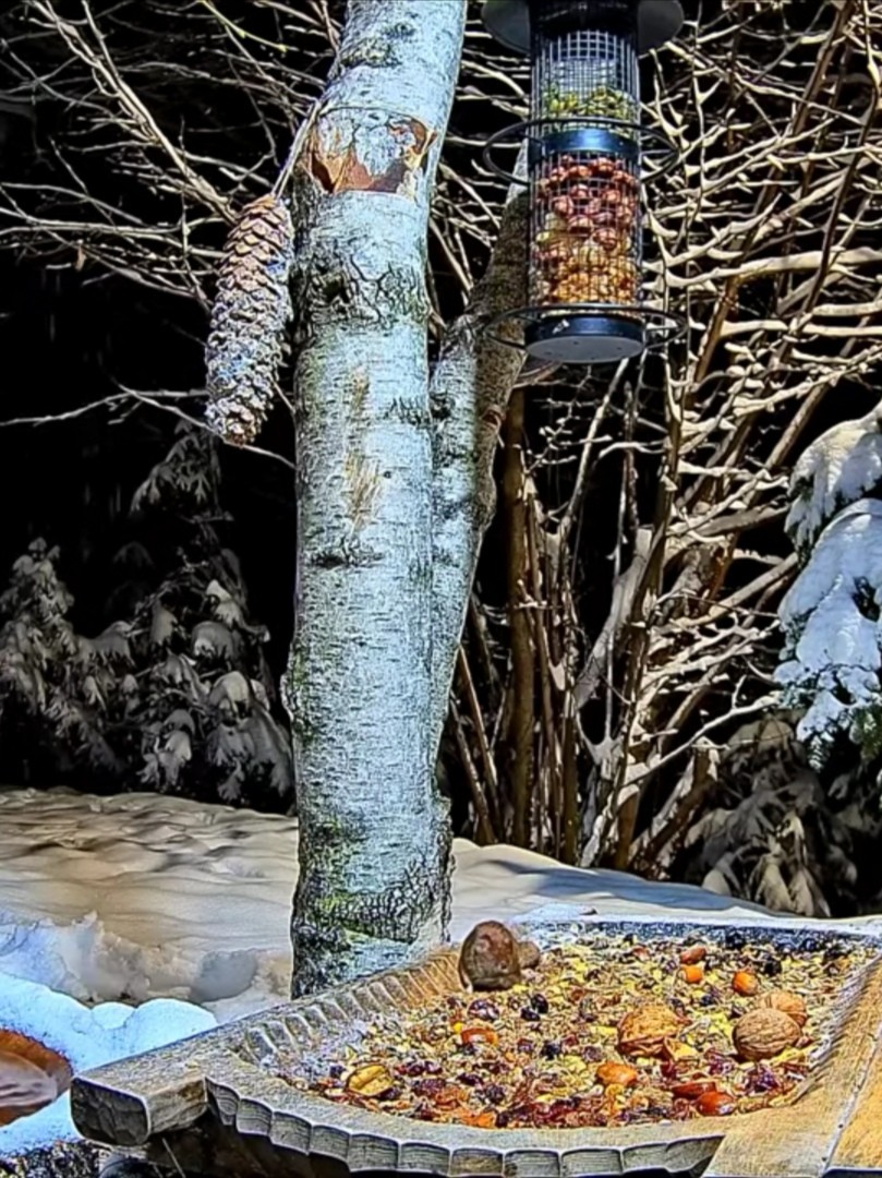 livebirdspoland_f463862982910caf1e3e7d958c623781.jpg