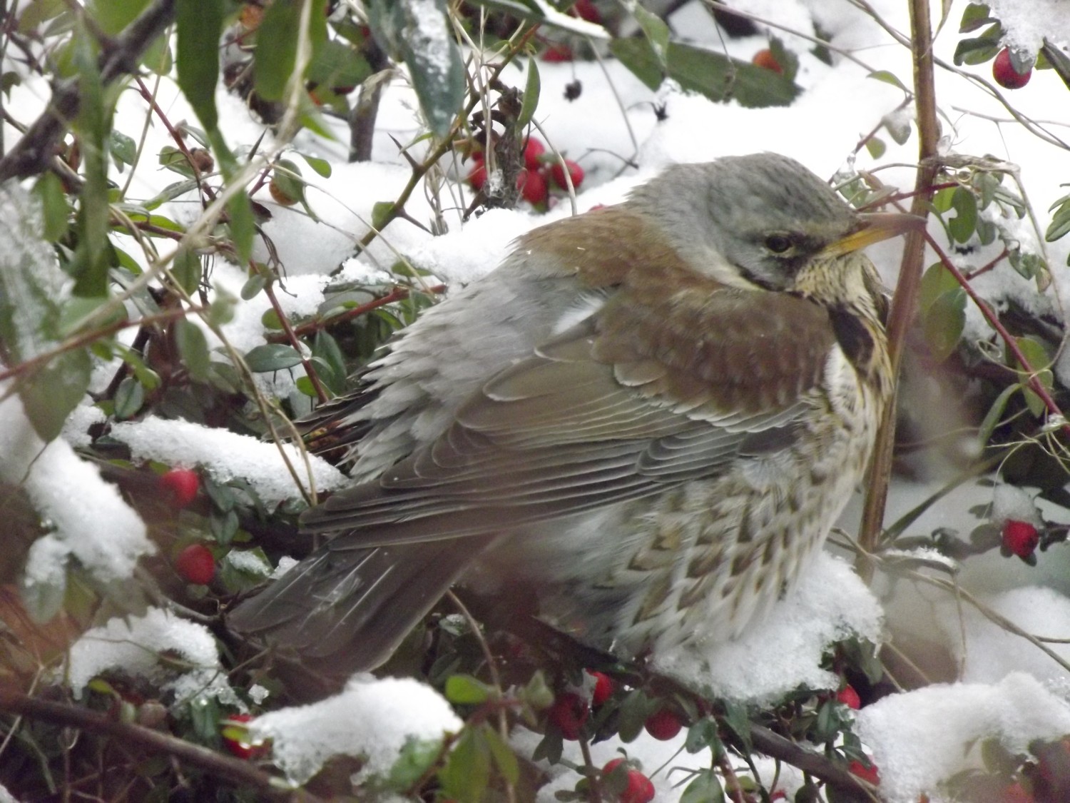 livebirdspoland_80bcc0f0c4284a194f3c7bdc417c10e6.jpg