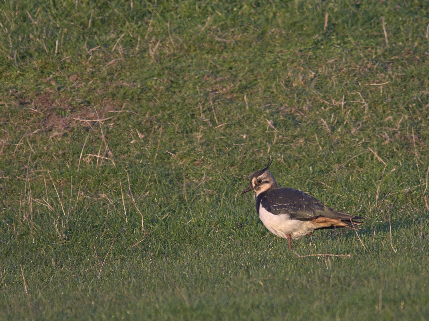 livebirdspoland_6ccf981f737baef1974f1871d7916a4c.jpg