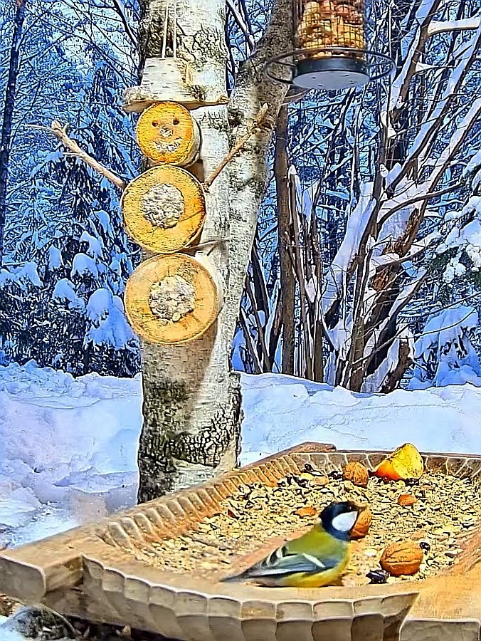 livebirdspoland_00d9be913cea07a9ab7eef38921c9d02.jpg