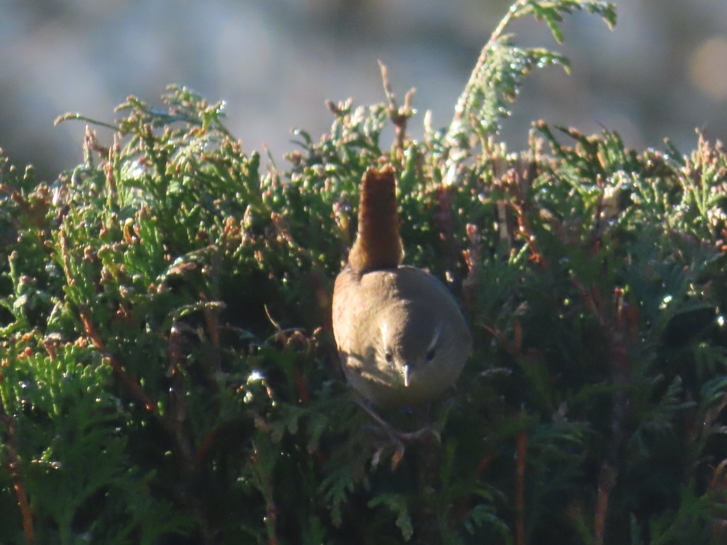 livebirdspoland_3659e2f0a8a2135f0576a9d1ed10d9bb.jpg