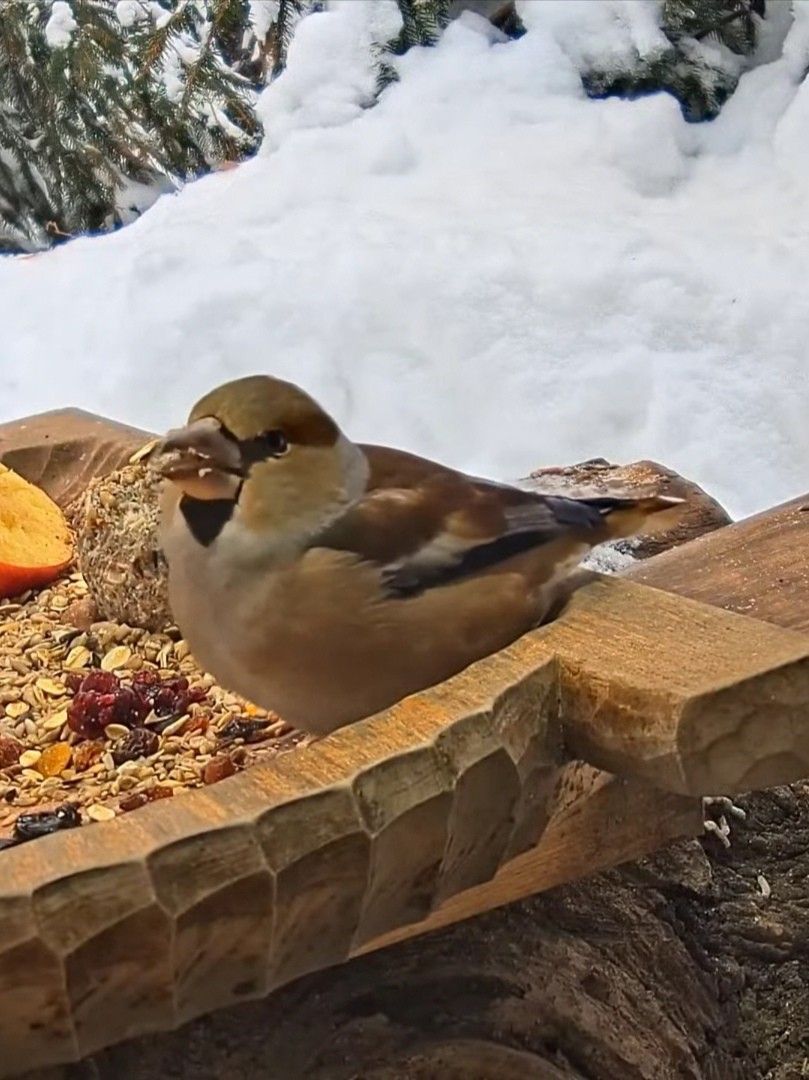 livebirdspoland_015bce9d4c786fd5d54f1b370a92eb76.jpg