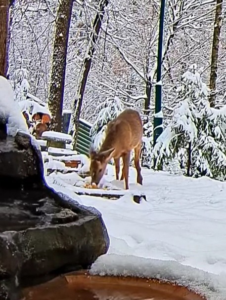 livebirdspoland_67f2748cb01ee2eb93a91f73fad9ec77.jpg