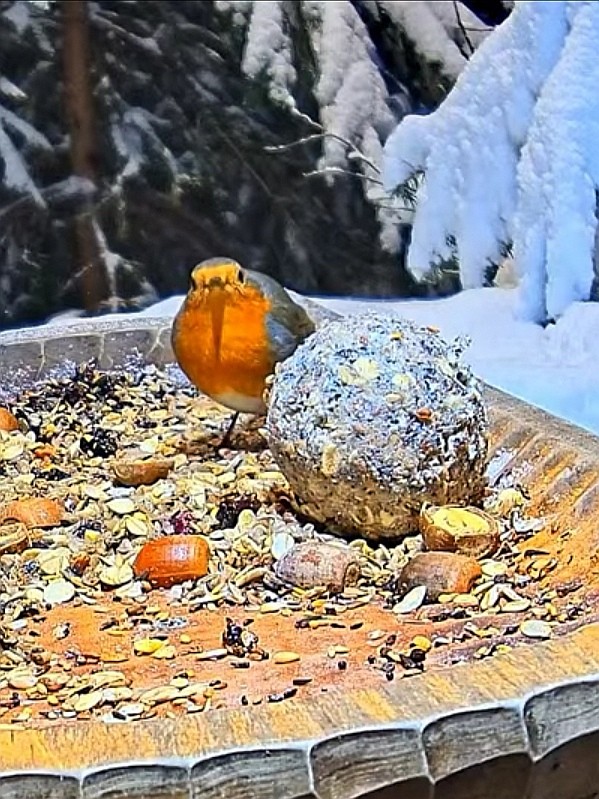 livebirdspoland_8cabd7c870a64d2b5957a6b9d8cbb573.jpg