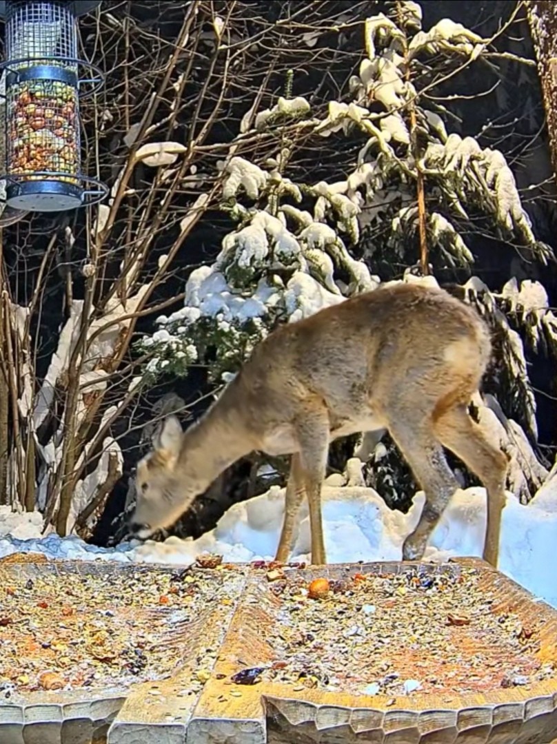livebirdspoland_980fdbedf924599f72c6afc69d0c97c8.jpg