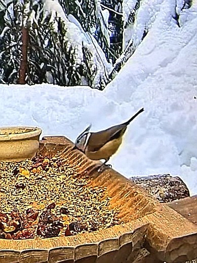 livebirdspoland_16d521434cc5ec533a758dad5382b147.jpg