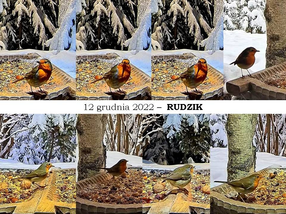 livebirdspoland_5e4b8b37e656022fe3391488f0728a35.jpg