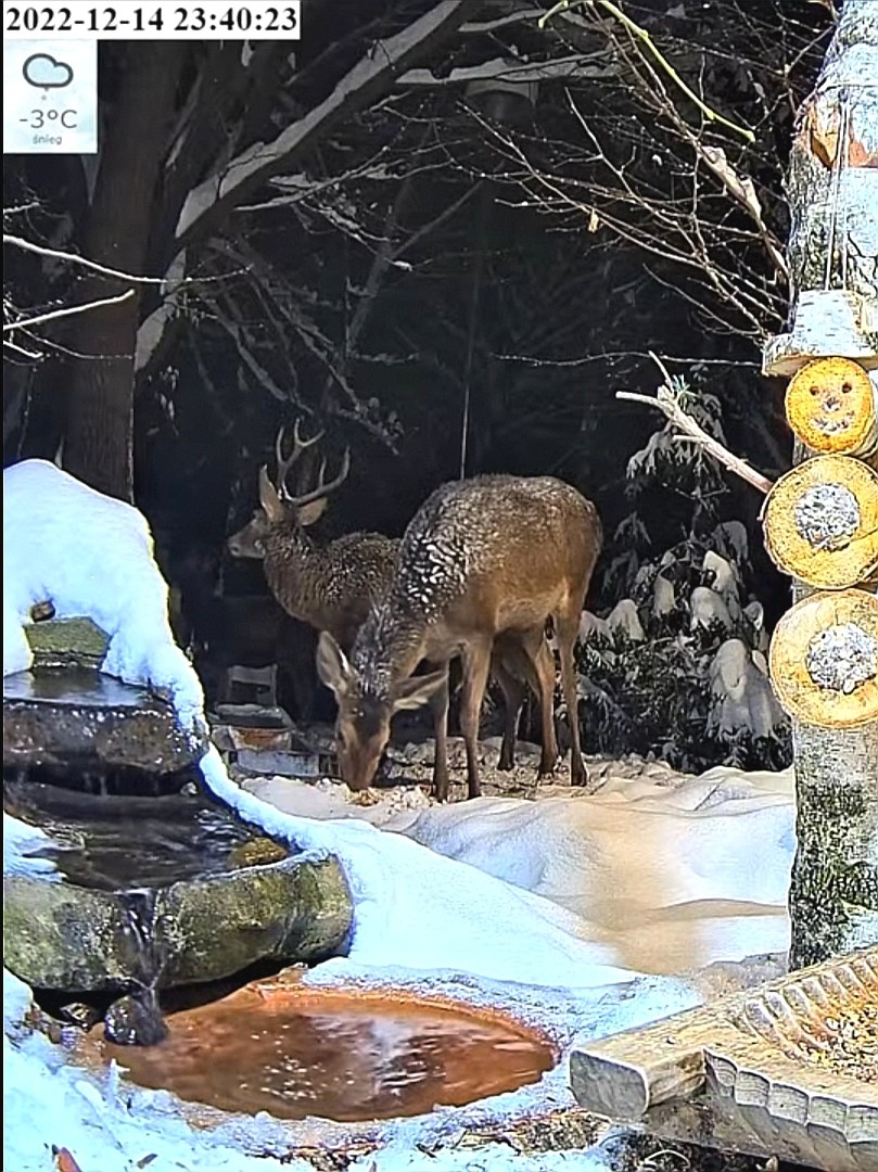 livebirdspoland_238a230f2ffe7a9c374140150413a53b.jpg