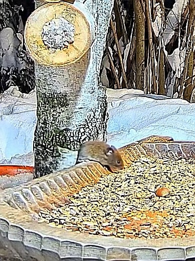 livebirdspoland_78a582053b0c768dd4893185db1a8dbe.jpg