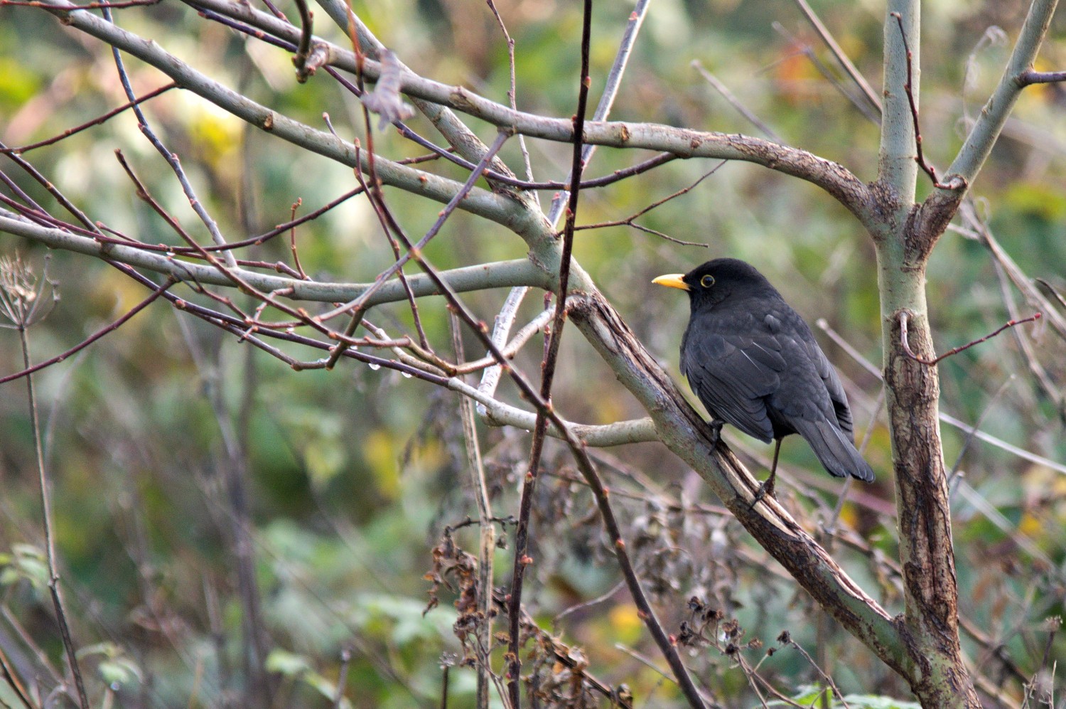 livebirdspoland_0b319957b2c31a8812012fabc1ee736c.jpg
