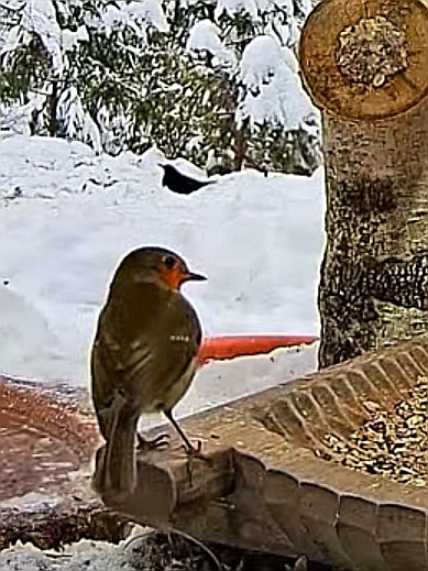 livebirdspoland_28cf19d45d07b7963fd406188a5c41db.jpg