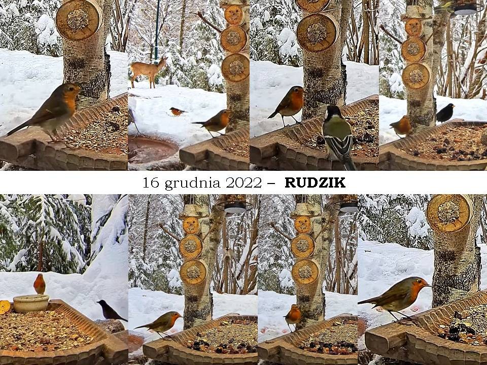 livebirdspoland_788b3cfdbda1d606678f5f1727692fb3.jpg