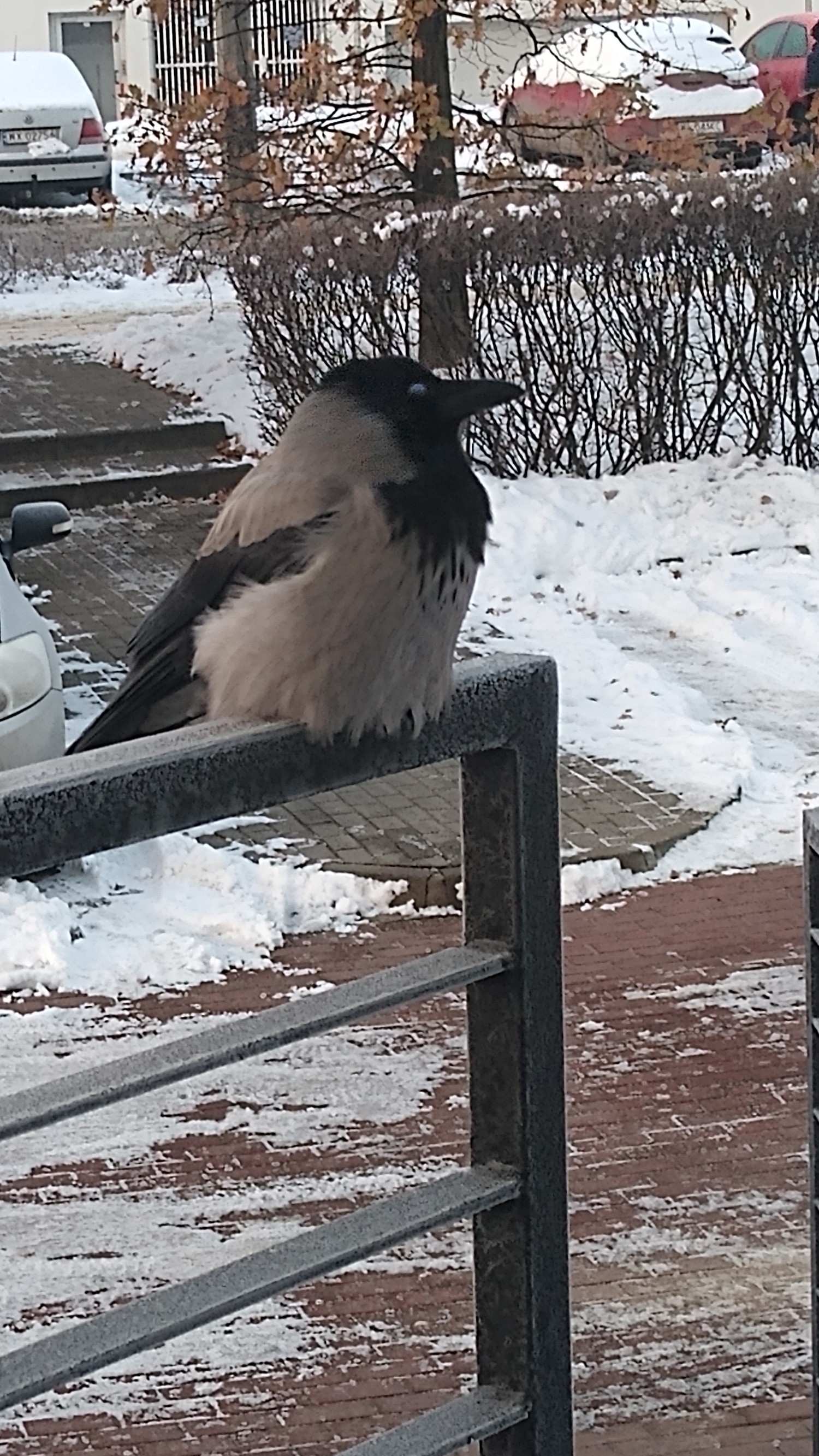 livebirdspoland_f8f387420a79d5cee60fb1b6fbc0642c.jpg