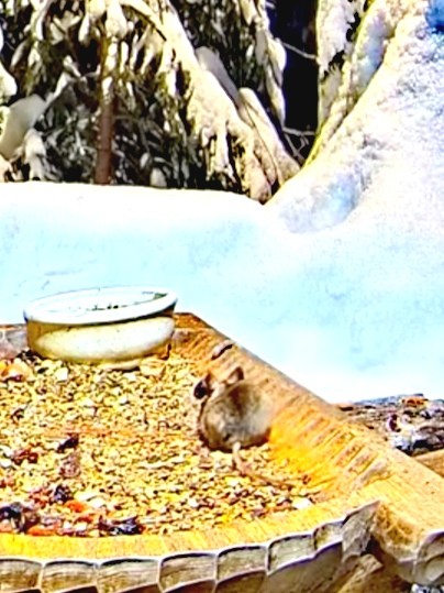 livebirdspoland_a6de5b0447324b967b3e09d637ec0638.jpg