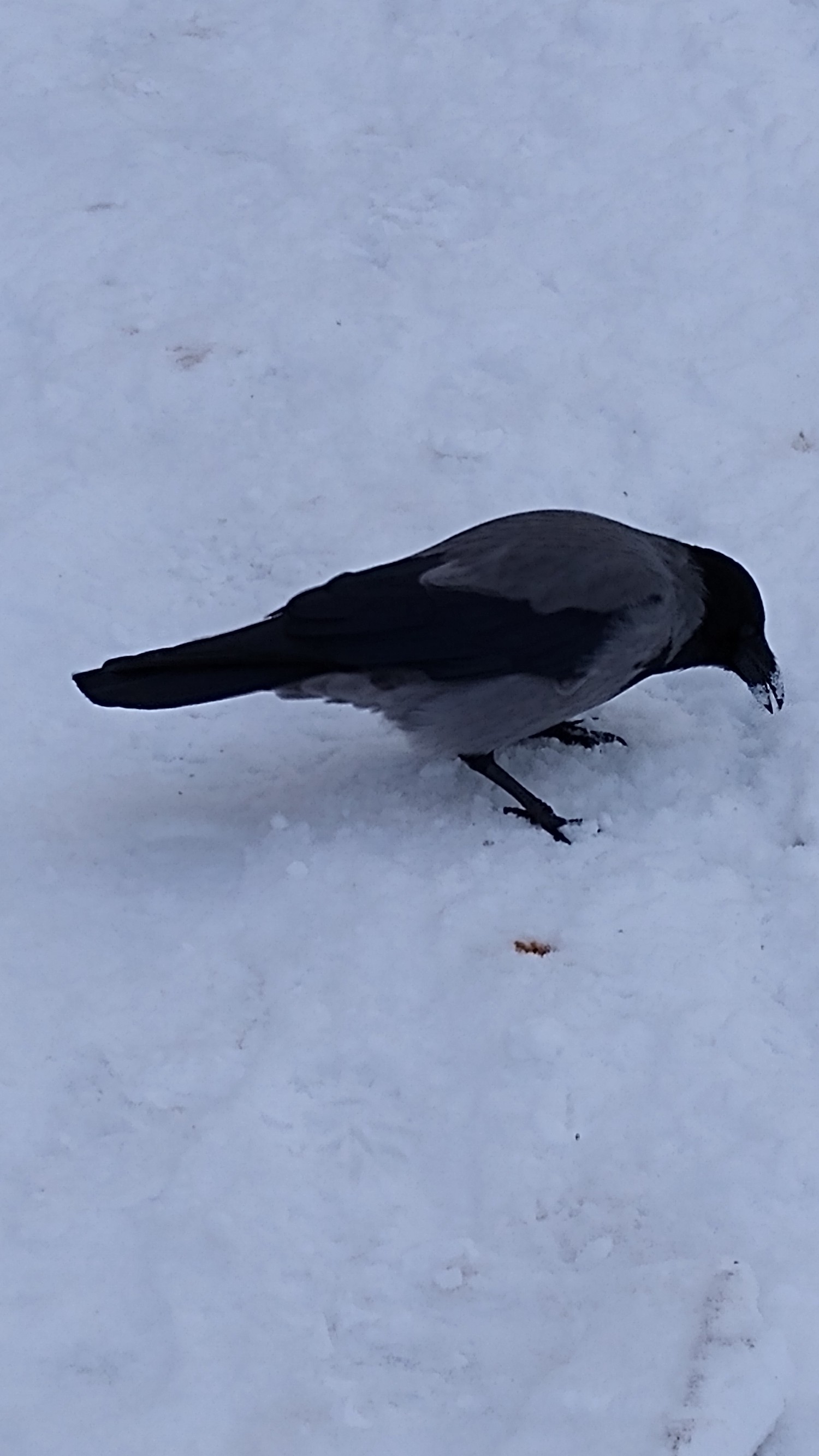 livebirdspoland_8abe2fff389d761e33925cb48eac92f8.jpg