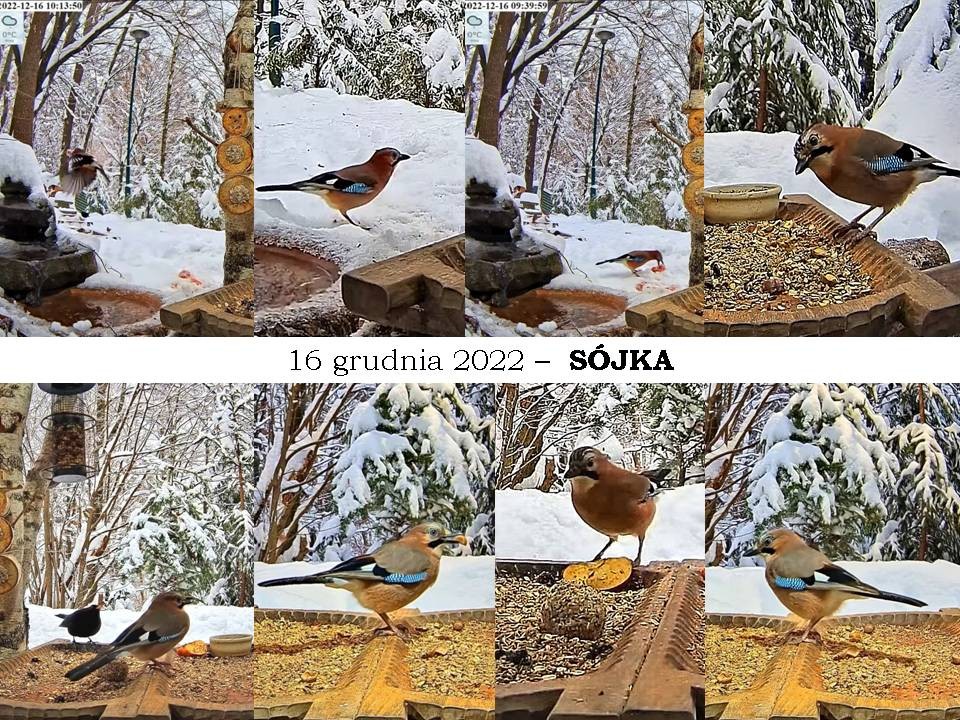 livebirdspoland_1c8f12cafb97e0f632fc59501dfe0898.jpg