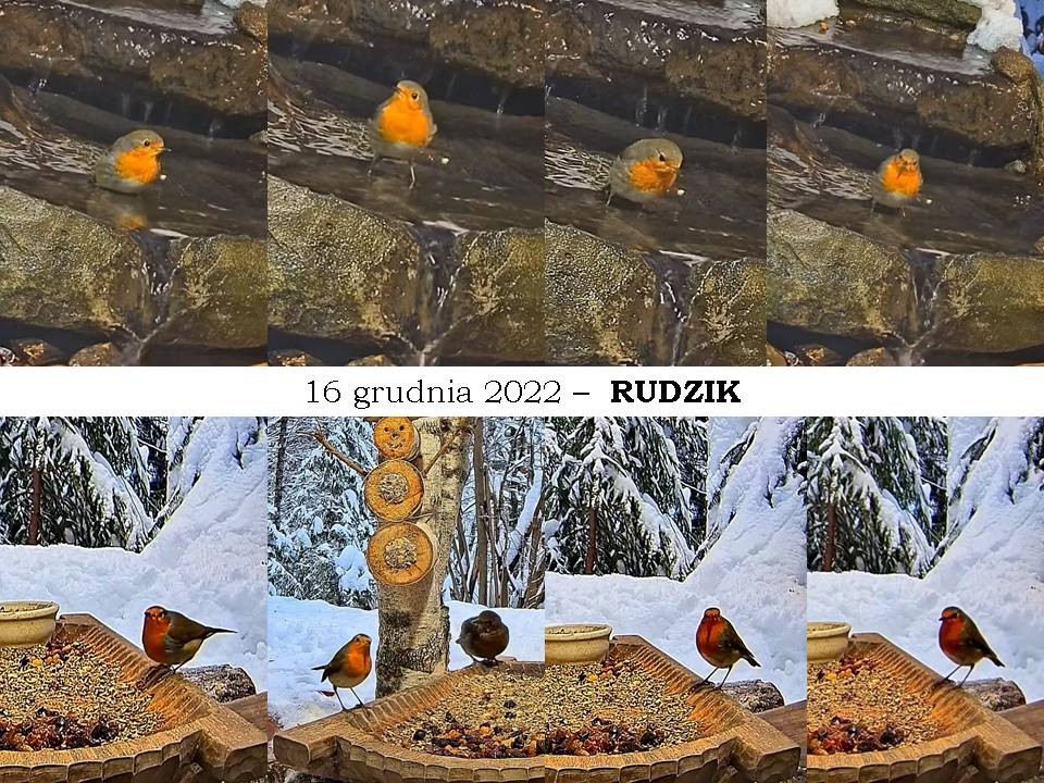 livebirdspoland_f480295c348c580dd142f29f081a0820.jpg
