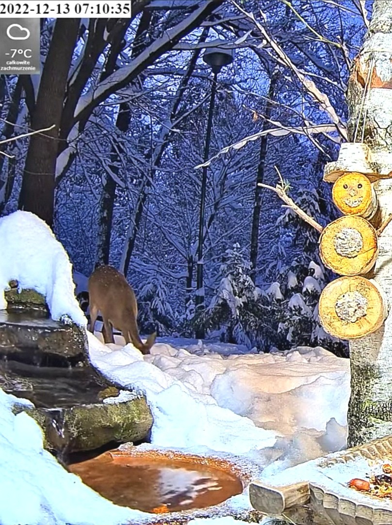livebirdspoland_79a69e7292e1ef5daf8846a04fd4f260.jpg