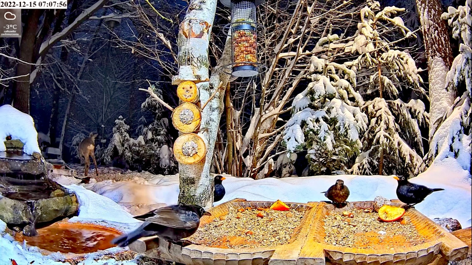 livebirdspoland_55ea992025ff63c6fd22b377e1926110.jpg