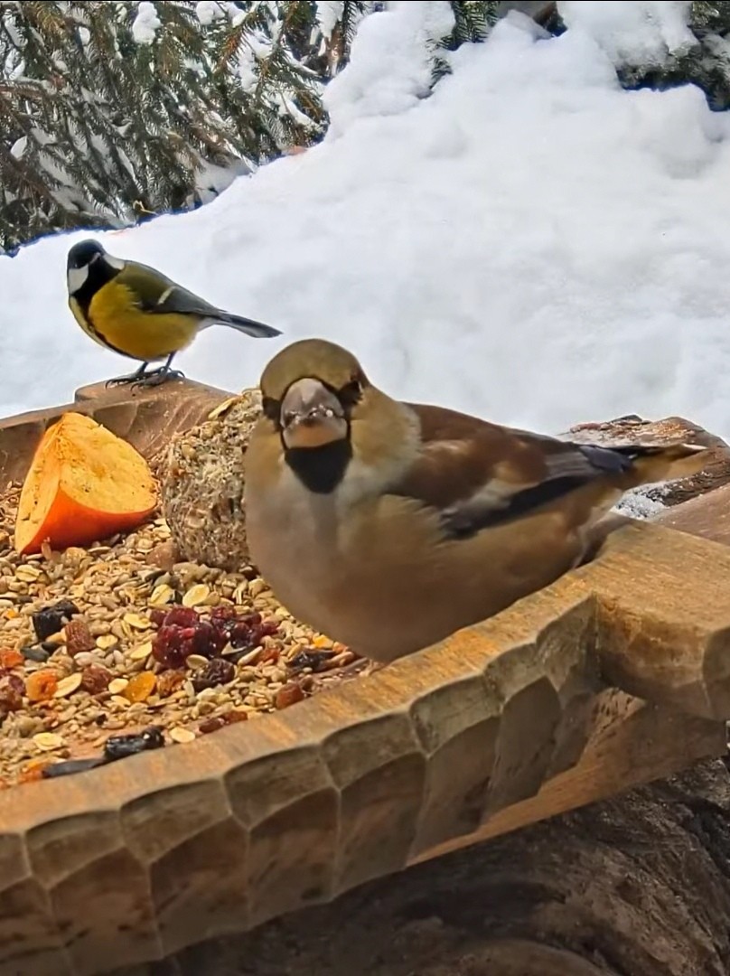 livebirdspoland_47373c75f5acf571915ff0854f0d3fd6.jpg