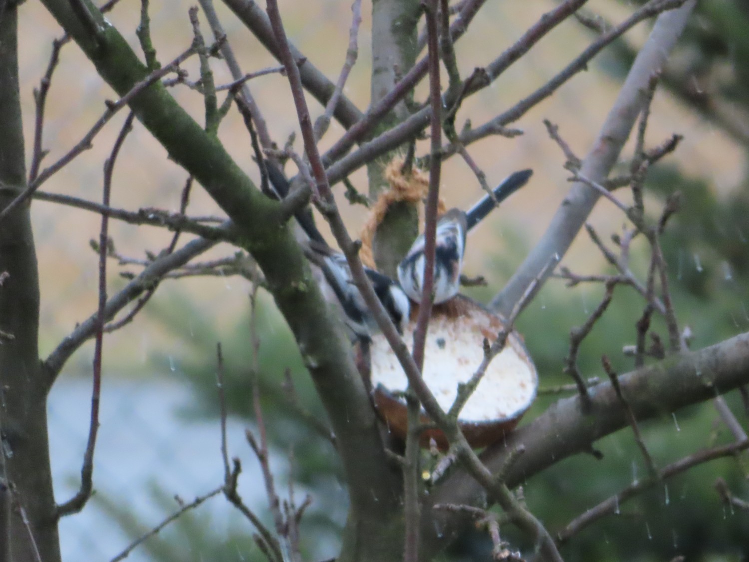 livebirdspoland_ac209529822f163b3705174fb07100fc.jpg